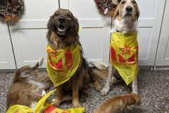 4bd54a88-73e7-4aa2-bf75-ee228cd73521